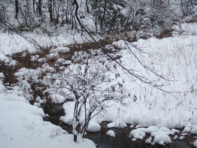 雪の山門水源の森で　　２０１１．１２．１８_c0153880_19395187.jpg