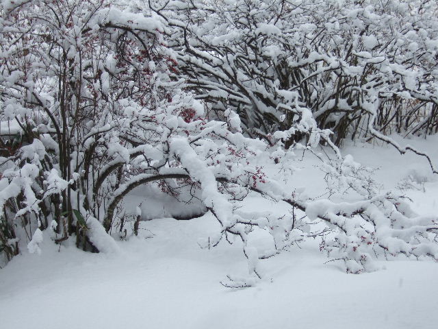 雪の山門水源の森で　　２０１１．１２．１８_c0153880_19444286.jpg