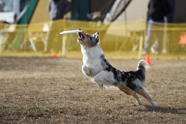 2011年締めのろまんちっく村大会_a0090292_104272.jpg