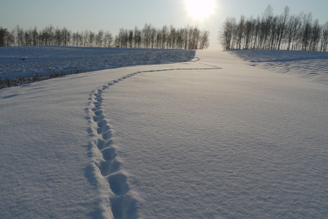 美瑛　四季彩の丘の雪景色♪_b0105897_1725582.jpg