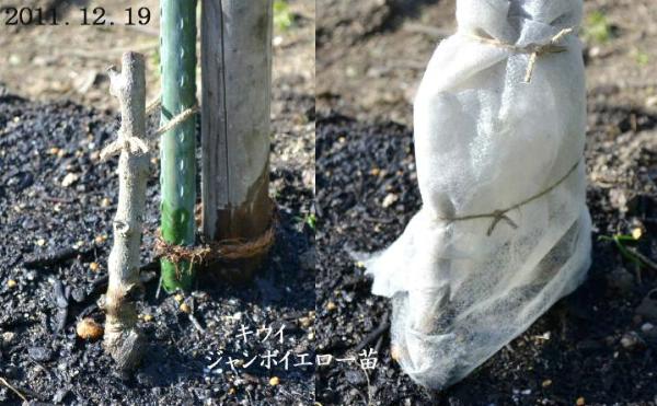 遂にキウイに参入 ジャンボイエロー 苗木を購入 定植 趣味の 果樹 今年も ぶどう と 新たに 桜桃 に注力 遂にキウイに参入 ジャンボイエロー 苗木を購入 定植 趣味の 果樹 今年も ぶどう と 新たに 桜桃 に注力