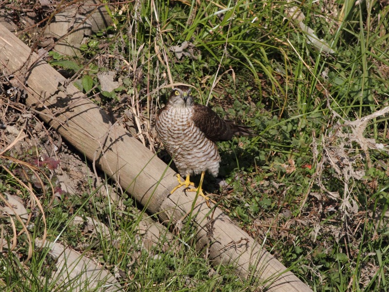 田圃巡り_b0223198_22502138.jpg