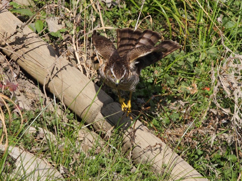 田圃巡り_b0223198_22504951.jpg