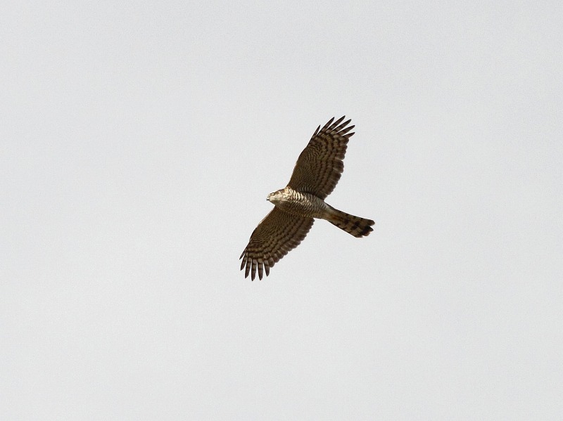 田圃巡り_b0223198_2253949.jpg