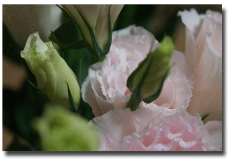 e0008705_791251.gif