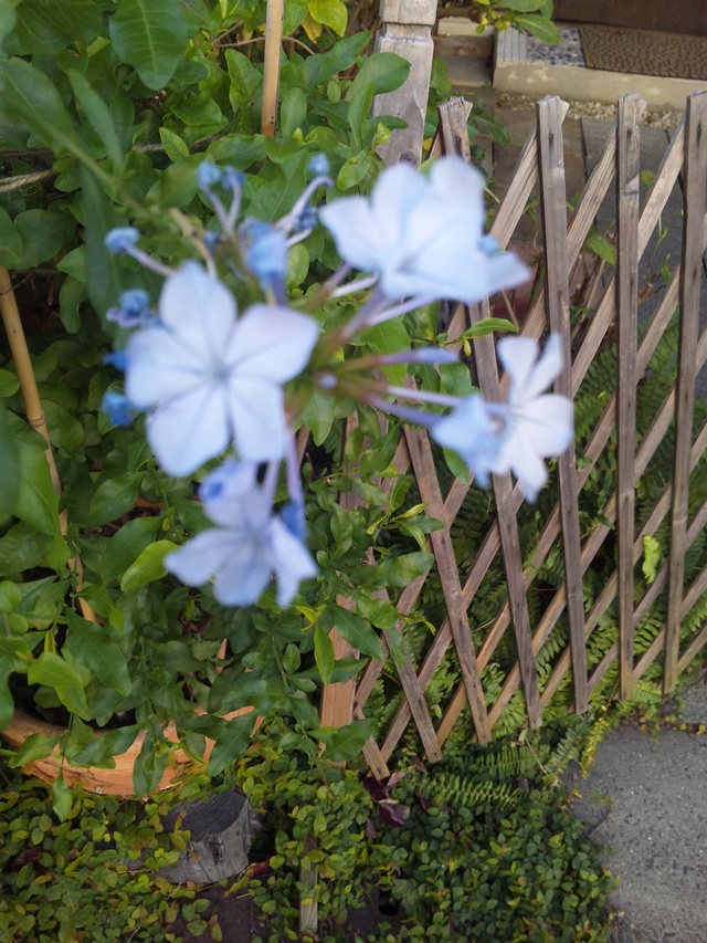 b0174913_13255793.jpg
