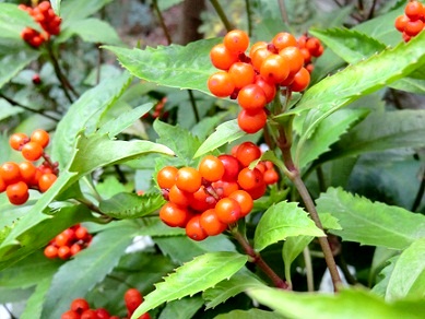 c0185914_17382235.jpg