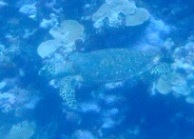 頓死遁走_a0043520_1043333.jpg