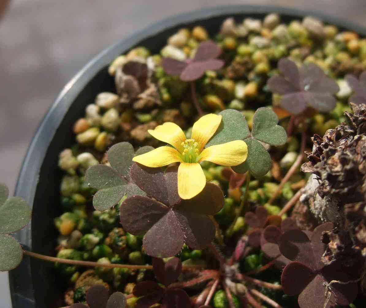 ツヤカタバミの鉢にカタバミの花が咲いているという_a0212630_15314219.jpg