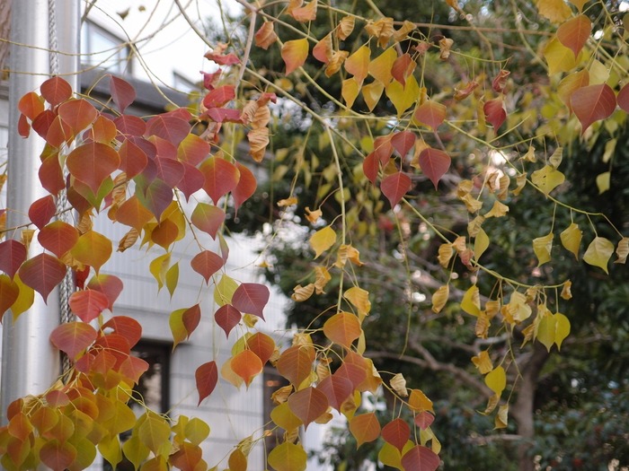 風と花の街　　　　　　　紅葉_e0093336_2253927.jpg