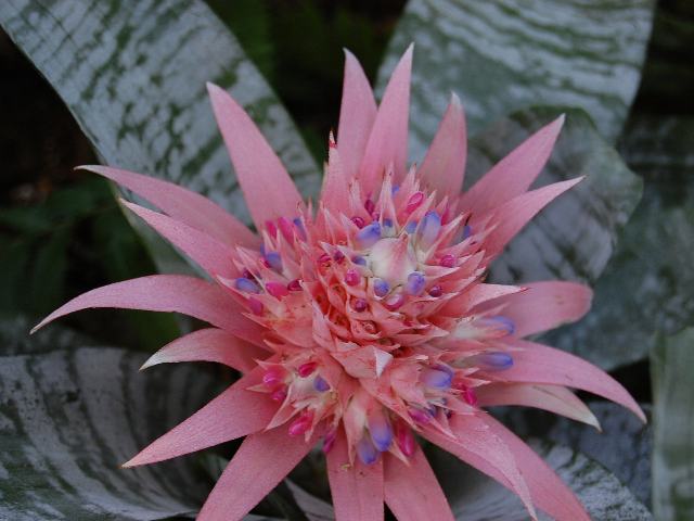 初回限定お試し価格 エクメア シマサンゴアナナス 植物 観葉植物 Brazgil Pt