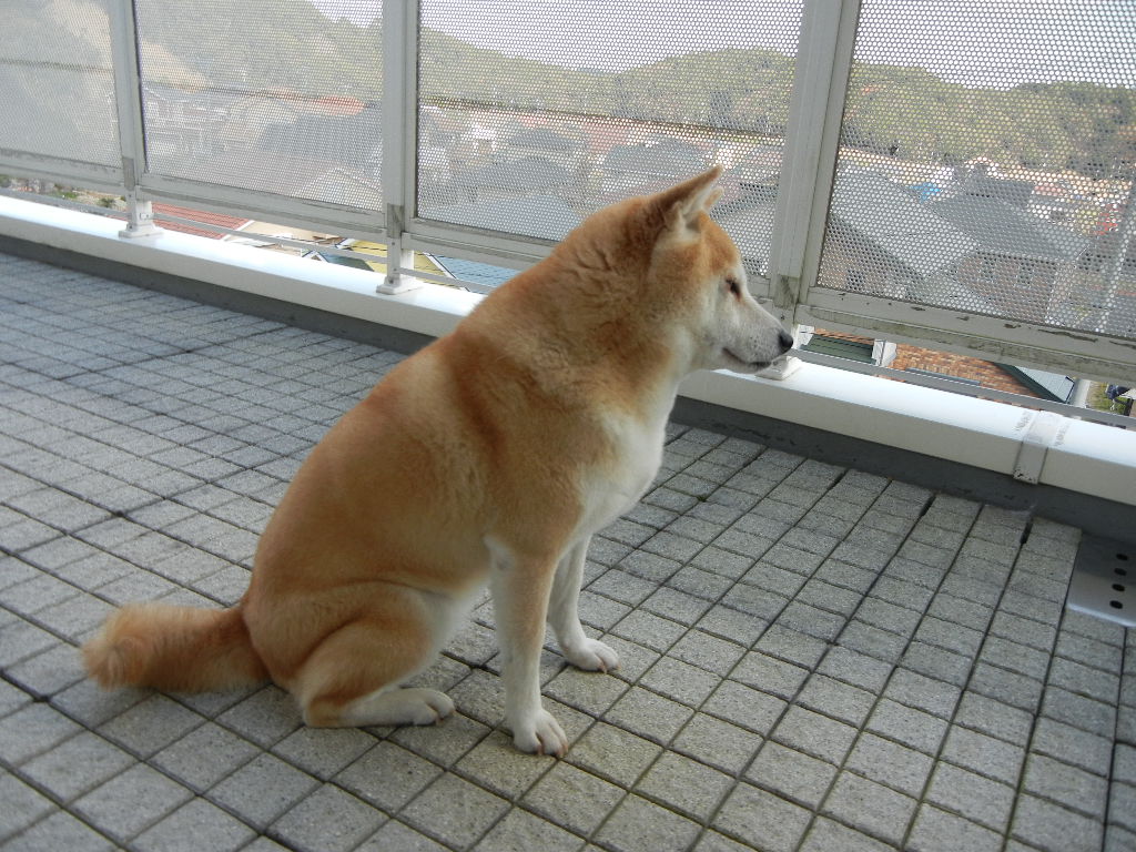 2011年12月20日(火)忠犬愛ちゃん!_f0060461_13485959.jpg