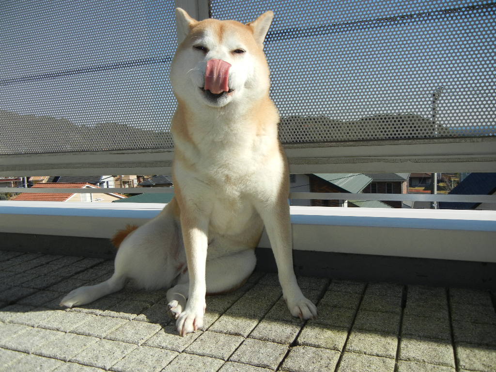 2011年12月20日(火)忠犬愛ちゃん!_f0060461_13513763.jpg