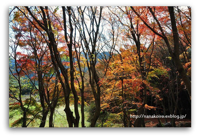 河内藤園の紅葉風景・4_e0153963_23531372.jpg