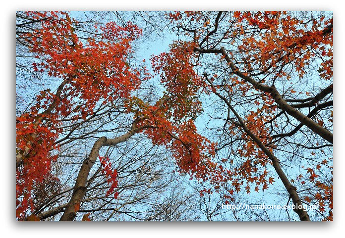 河内藤園の紅葉風景・4_e0153963_23543175.jpg