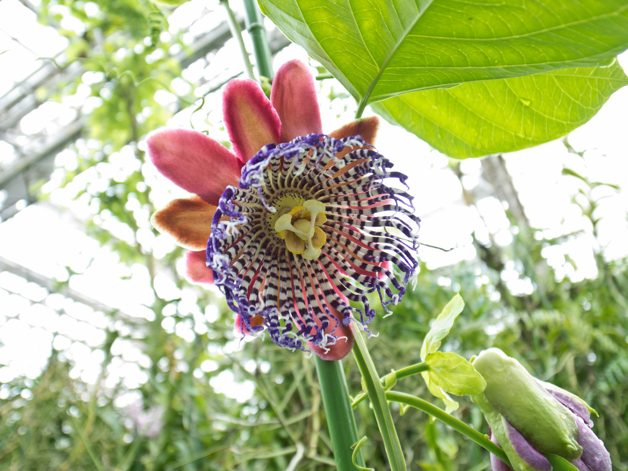 広島市植物公園・温室の花_e0015567_20185781.jpg