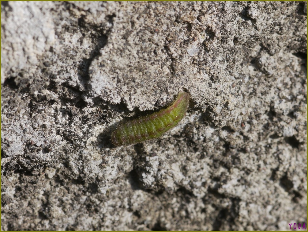 クロツバメシジミ　　止まらない羽化　　2011.12.18埼玉県_a0146869_5283578.jpg