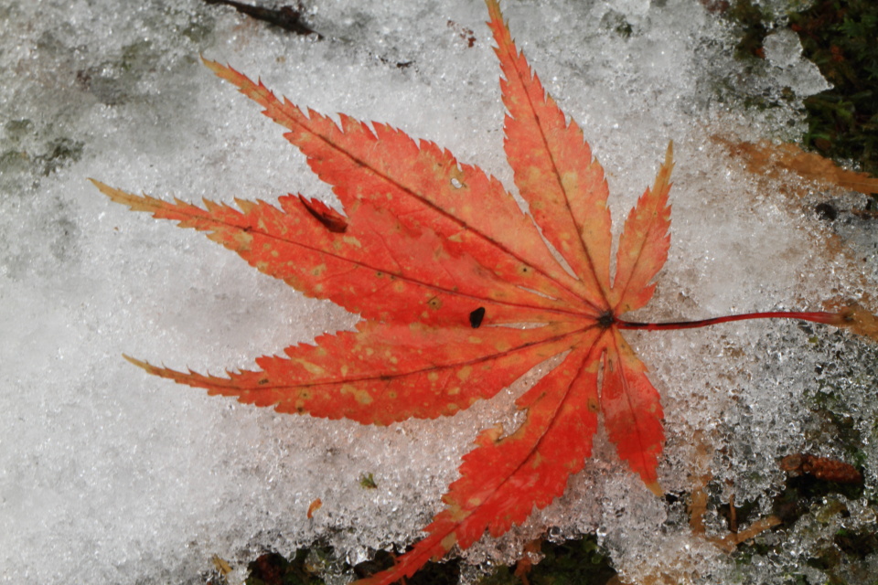 雪の弥彦公園_e0096372_641174.jpg