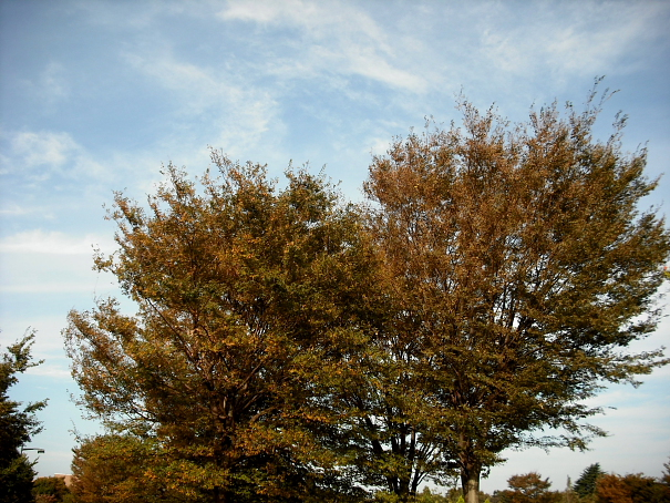 東京の紅葉　その１_e0165983_1733389.jpg