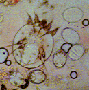 a0221584_1047293.gif