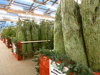 Tannenbaum_f0169885_6211824.jpg