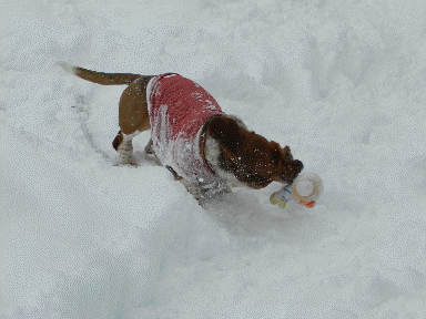 f0205887_16173562.gif