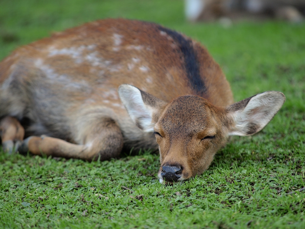 奈良公園の鹿 Hiro Clover S Photologue