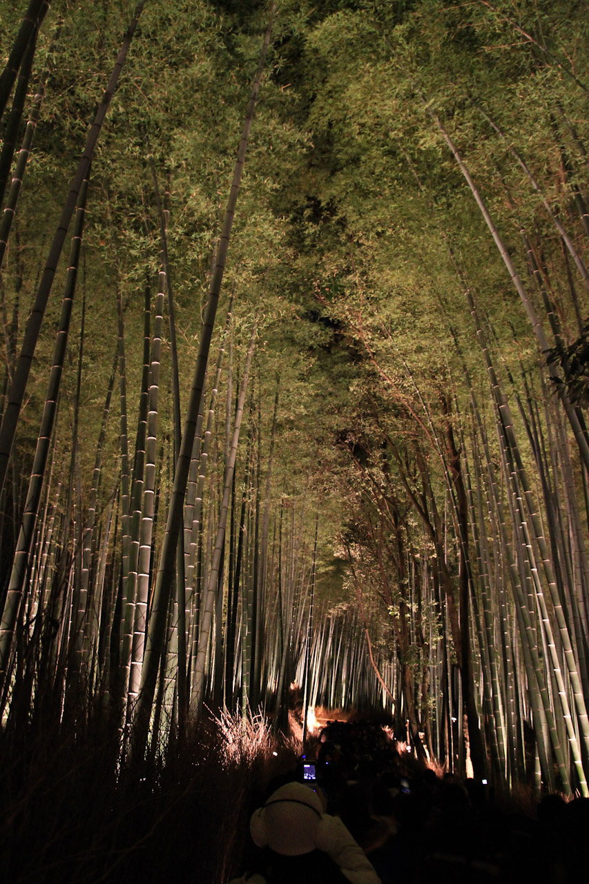 京都・嵯峨嵐山ライトアップ 『京都花灯路』（１）_d0212994_22515757.jpg