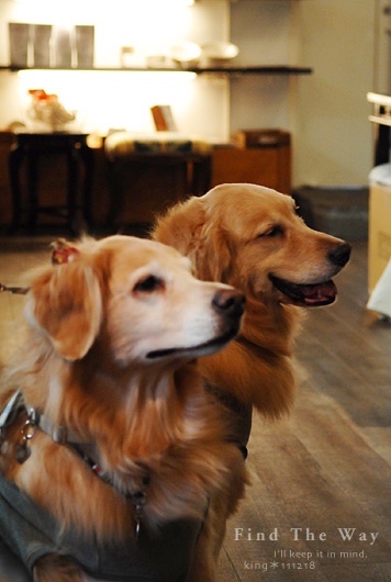 【犬的散歩日和】東京・南青山 〜 Kitchen Dog ! さん_f0054594_544512.jpg