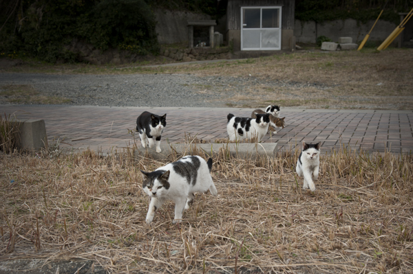 藍島の猫_b0141397_11221038.jpg