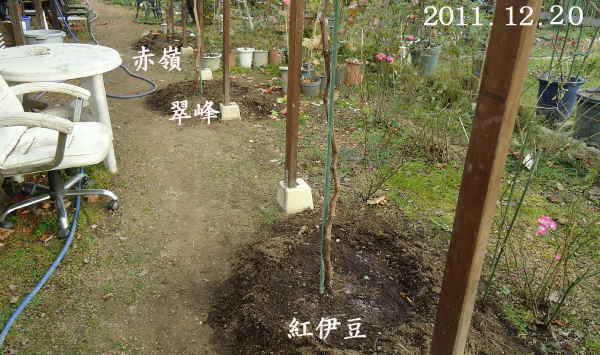 ぶどうの寒肥入れ 総て終了 趣味の 果樹 今年も ぶどう と 新たに 桜桃 に注力