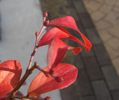 c0132205_19284772.jpg