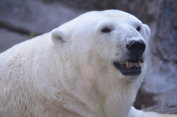 モスクワ動物園がホッキョクグマの赤ちゃん４頭の誕生を正式発表　～　シモーナ、遂に三つ子を出産！ _a0151913_4332132.jpg