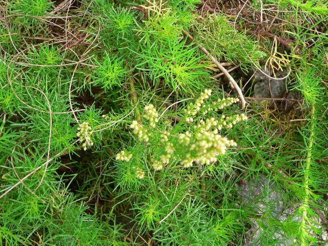 琉球蓬 リュウキュウヨモギ めずらしい花