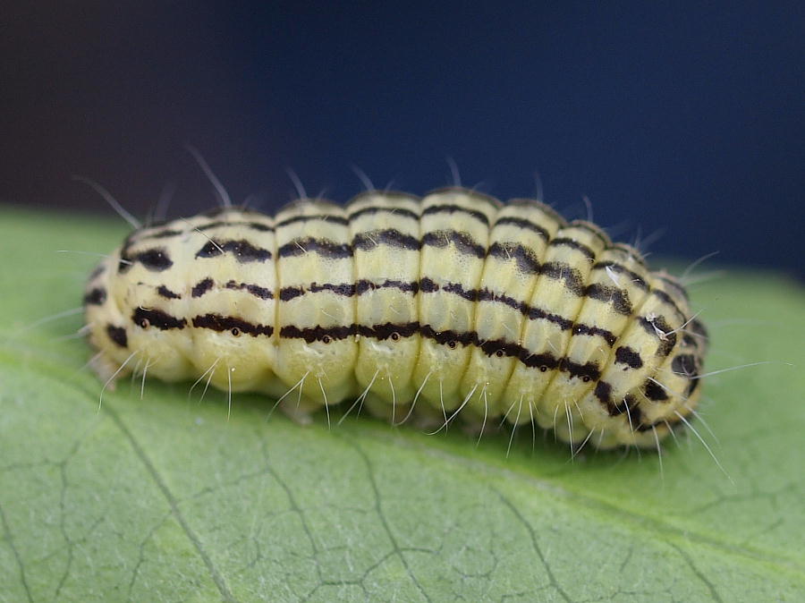 ミノウスバ幼虫など 三重野生生物談話会bbsブログ 動物編 ミノウスバ幼虫など 三重野生生物談話会bbsブログ 動物編