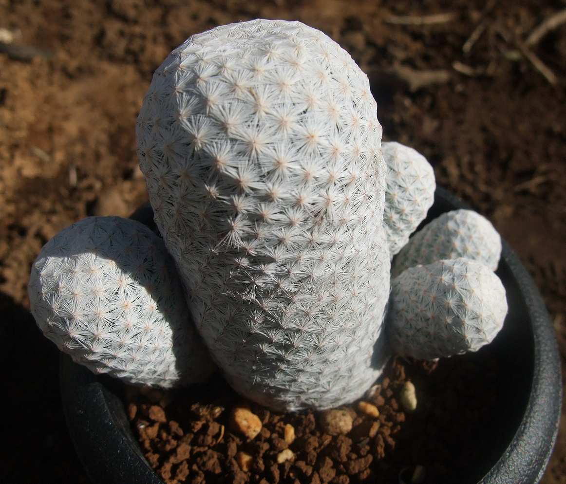 これはMammillaria herrerae 白鳥 でいいのかな？ : かくたすあんどさきゅれんつ