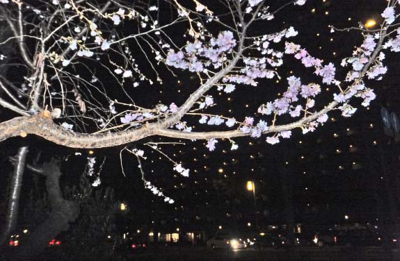 夜の「御池桜」（12月21日）_c0184737_22112965.jpg