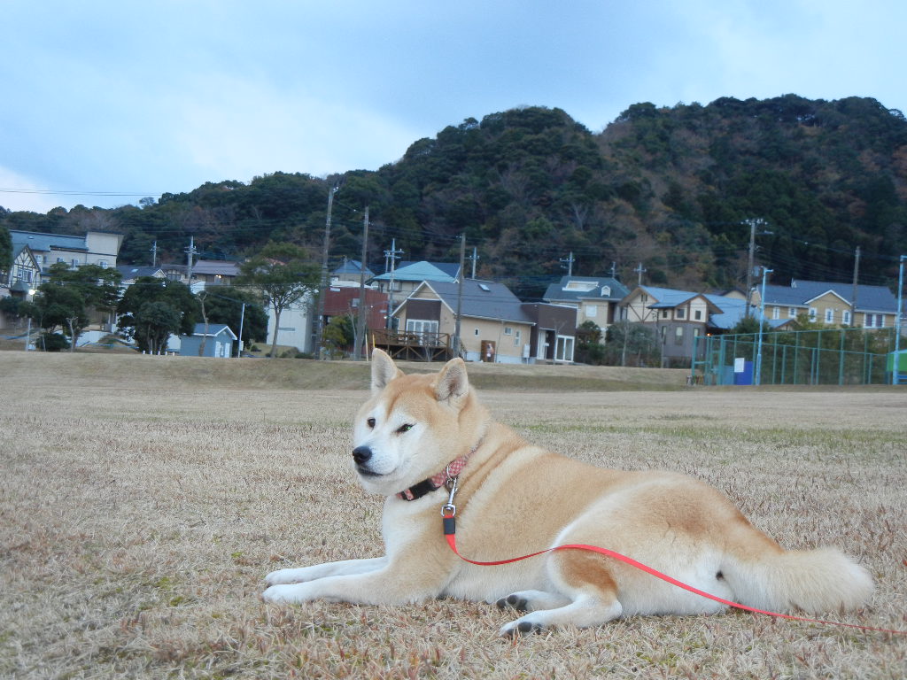 2011年12月21日(水)骨折は2ヶ月前でした!_f0060461_13414680.jpg
