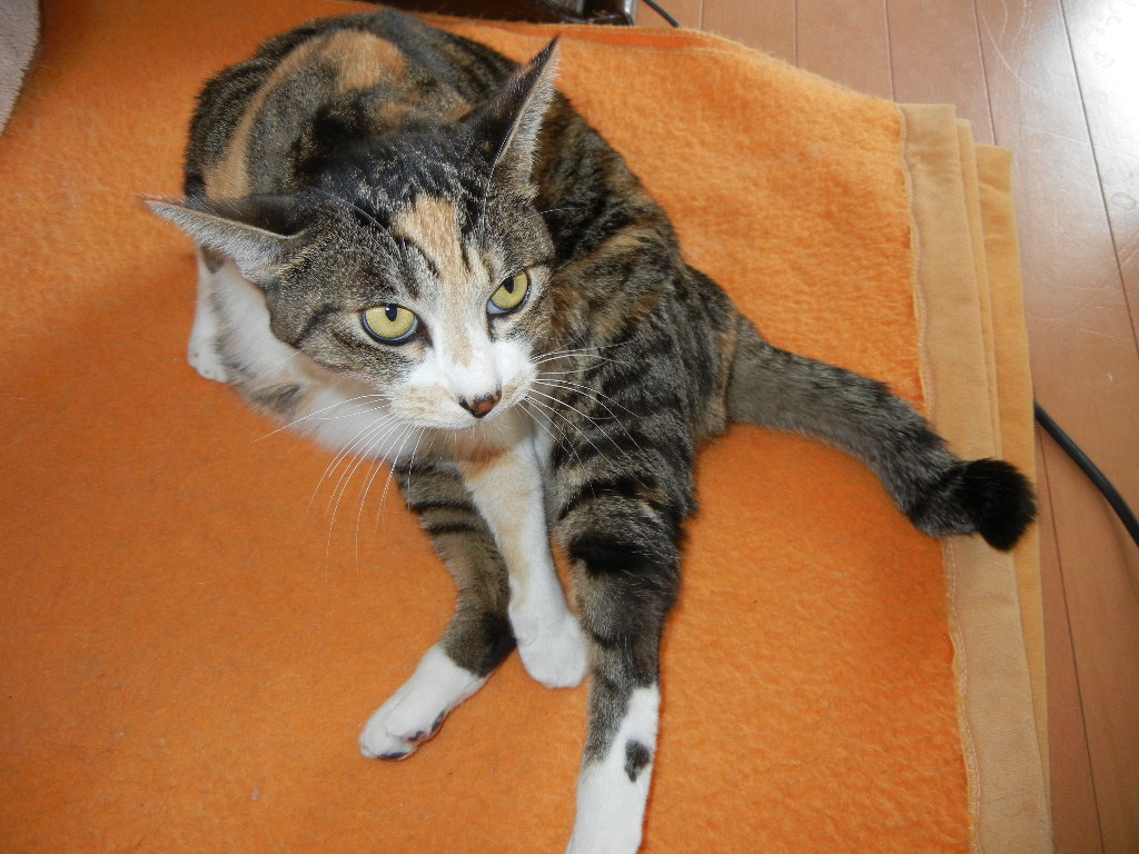 2011年12月21日(水)骨折は2ヶ月前でした!_f0060461_13582379.jpg