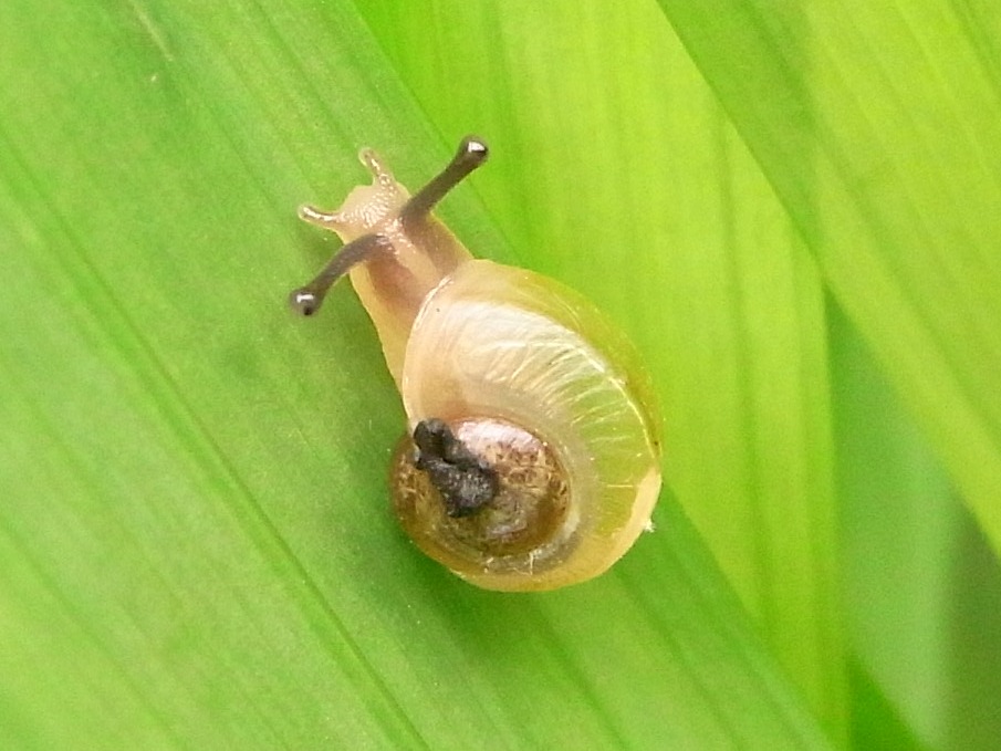 小さいカタツムリ 写ればおっけー コンデジで虫写真