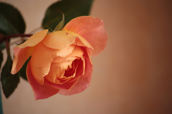 d0001008_16442173.jpg