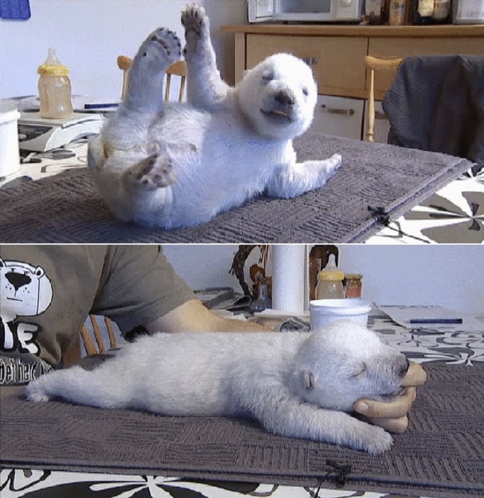 デンマーク、スカンジナヴィア野生動物公園で人工哺育されている