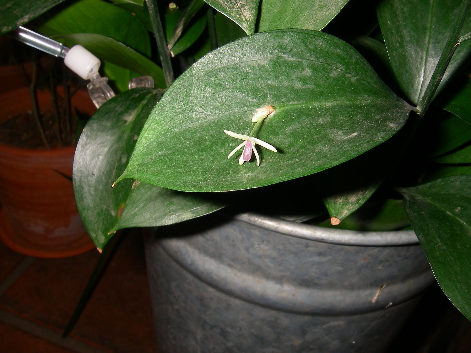 長持ちする変な花 ルスカス おバカなプーたろう 長持ちする変な花 ルスカス おバカなプーたろう