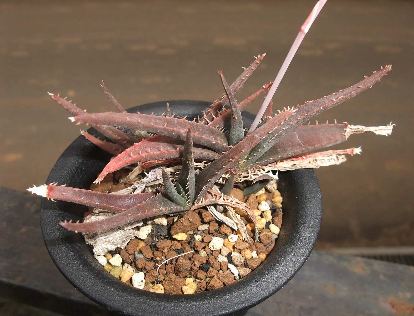 アロエ　ハイブリッド　‘Starry Night’Aloe hybrid 第四種 アロエ ハイブリッド 'Starry Night'Aloe hybrid 第四種 TCT
