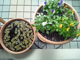 d0048332_1551247.gif
