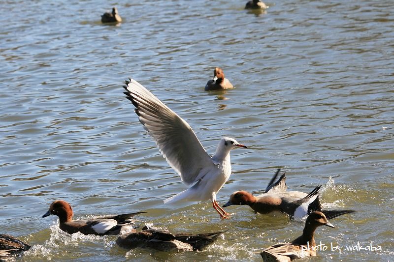 草加公園のカモメ_e0052135_1011872.jpg