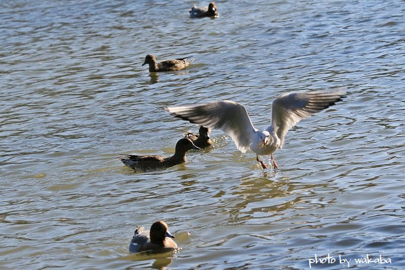 草加公園のカモメ_e0052135_1015220.jpg