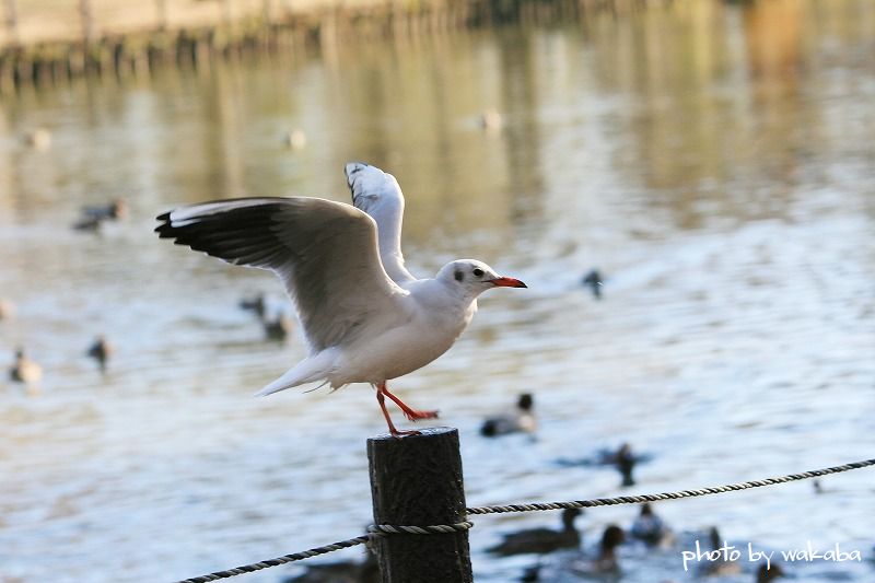 草加公園のカモメ_e0052135_1025835.jpg