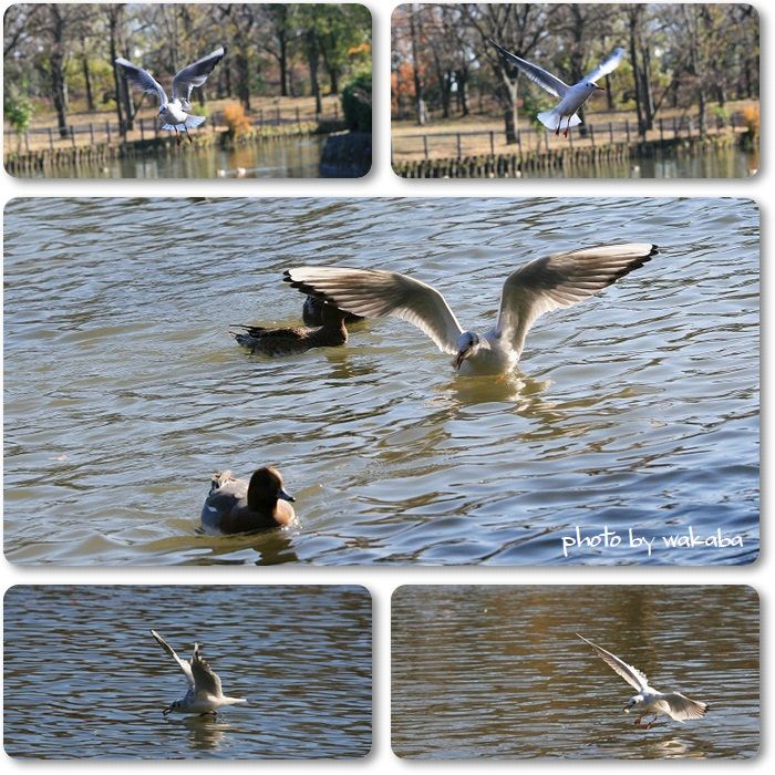 草加公園のカモメ_e0052135_1031131.jpg