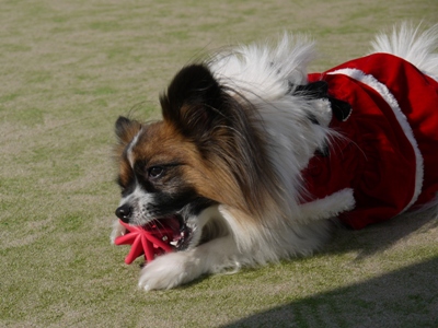 e0100046_2213432.jpg